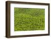A tea plantation in Cameron Highlands, Pahang, Malaysia-Chris Mouyiaris-Framed Photographic Print