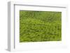 A tea plantation in Cameron Highlands, Pahang, Malaysia-Chris Mouyiaris-Framed Photographic Print