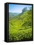 A Tea Plantation in Munnar, Kerala, India-Andrew Pini-Framed Stretched Canvas