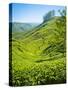 A Tea Plantation in Munnar, Kerala, India-Andrew Pini-Stretched Canvas