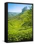 A Tea Plantation in Munnar, Kerala, India-Andrew Pini-Framed Stretched Canvas