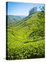 A Tea Plantation in Munnar, Kerala, India-Andrew Pini-Stretched Canvas