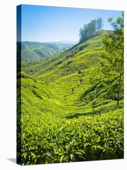 A Tea Plantation in Munnar, Kerala, India-Andrew Pini-Stretched Canvas