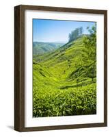 A Tea Plantation in Munnar, Kerala, India-Andrew Pini-Framed Photographic Print