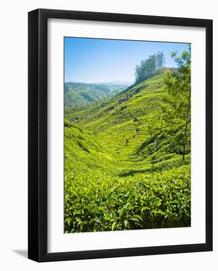A Tea Plantation in Munnar, Kerala, India-Andrew Pini-Framed Photographic Print