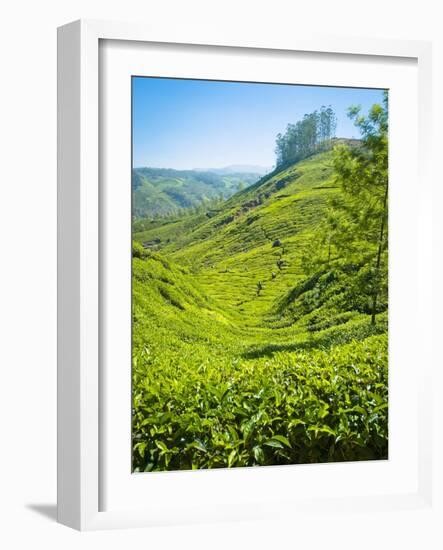 A Tea Plantation in Munnar, Kerala, India-Andrew Pini-Framed Photographic Print