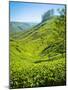 A Tea Plantation in Munnar, Kerala, India-Andrew Pini-Mounted Photographic Print