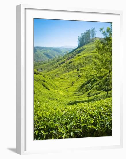 A Tea Plantation in Munnar, Kerala, India-Andrew Pini-Framed Photographic Print