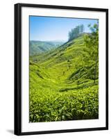 A Tea Plantation in Munnar, Kerala, India-Andrew Pini-Framed Photographic Print