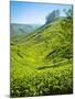 A Tea Plantation in Munnar, Kerala, India-Andrew Pini-Mounted Photographic Print