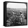 A Tea Plantation, Java, Indonesia, 1902-CH Graves-Framed Stretched Canvas