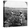 A Tea Plantation, Java, Indonesia, 1902-CH Graves-Stretched Canvas