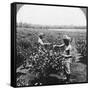 A Tea Plantation, Java, Indonesia, 1902-CH Graves-Framed Stretched Canvas