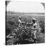 A Tea Plantation, Java, Indonesia, 1902-CH Graves-Stretched Canvas