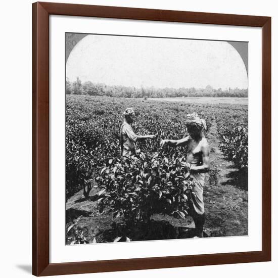 A Tea Plantation, Java, Indonesia, 1902-CH Graves-Framed Photographic Print