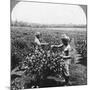 A Tea Plantation, Java, Indonesia, 1902-CH Graves-Mounted Photographic Print