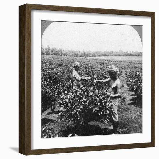 A Tea Plantation, Java, Indonesia, 1902-CH Graves-Framed Photographic Print