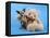 A Teddy Bear With His Arm Around A Tiny Chihuahua-graphicphoto-Framed Stretched Canvas