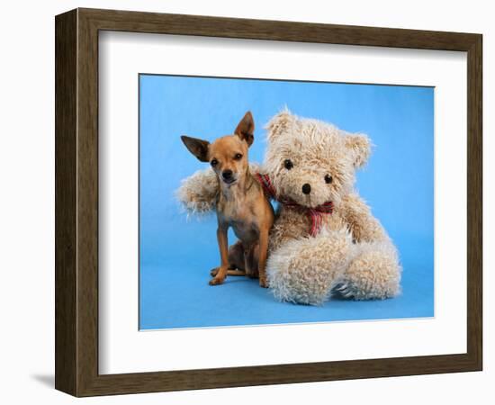 A Teddy Bear With His Arm Around A Tiny Chihuahua-graphicphoto-Framed Photographic Print