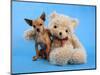 A Teddy Bear With His Arm Around A Tiny Chihuahua-graphicphoto-Mounted Photographic Print