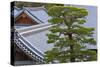 A Telephoto View Shows an Akamatsu Red Pine Tree Sculpted to Bonsai-Like Perfection, Komyo-Ji-Ben Simmons-Stretched Canvas