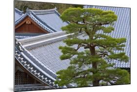 A Telephoto View Shows an Akamatsu Red Pine Tree Sculpted to Bonsai-Like Perfection, Komyo-Ji-Ben Simmons-Mounted Photographic Print