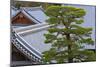 A Telephoto View Shows an Akamatsu Red Pine Tree Sculpted to Bonsai-Like Perfection, Komyo-Ji-Ben Simmons-Mounted Photographic Print