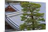 A Telephoto View Shows an Akamatsu Red Pine Tree Sculpted to Bonsai-Like Perfection, Komyo-Ji-Ben Simmons-Mounted Photographic Print