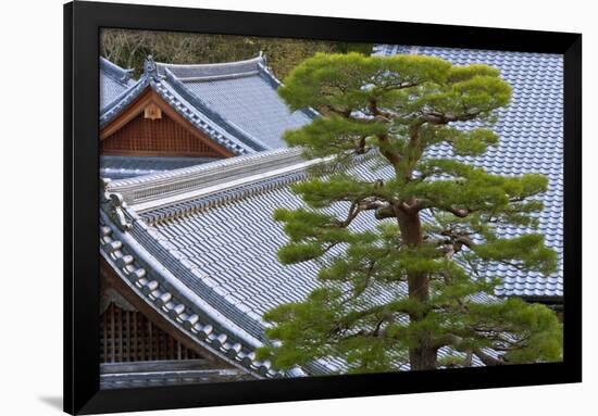 A Telephoto View Shows an Akamatsu Red Pine Tree Sculpted to Bonsai-Like Perfection, Komyo-Ji-Ben Simmons-Framed Photographic Print