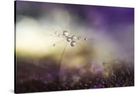 A Tender World-Heidi Westum-Stretched Canvas