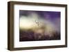 A Tender World-Heidi Westum-Framed Photographic Print