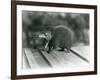 A Tenrec with its Mouth Open, Showing its Wide Gape and Sharp Teeth, London Zoo, 1930 (B/W Photo)-Frederick William Bond-Framed Giclee Print