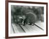 A Tenrec with its Mouth Open, Showing its Wide Gape and Sharp Teeth, London Zoo, 1930 (B/W Photo)-Frederick William Bond-Framed Giclee Print