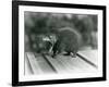 A Tenrec with its Mouth Open, Showing its Wide Gape and Sharp Teeth, London Zoo, 1930 (B/W Photo)-Frederick William Bond-Framed Giclee Print