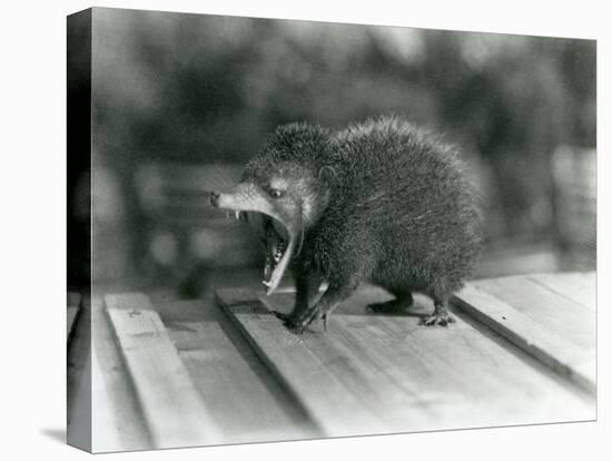 A Tenrec with its Mouth Open, Showing its Wide Gape and Sharp Teeth, London Zoo, 1930 (B/W Photo)-Frederick William Bond-Stretched Canvas