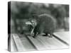 A Tenrec with its Mouth Open, Showing its Wide Gape and Sharp Teeth, London Zoo, 1930 (B/W Photo)-Frederick William Bond-Stretched Canvas