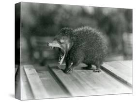 A Tenrec with its Mouth Open, Showing its Wide Gape and Sharp Teeth, London Zoo, 1930 (B/W Photo)-Frederick William Bond-Stretched Canvas