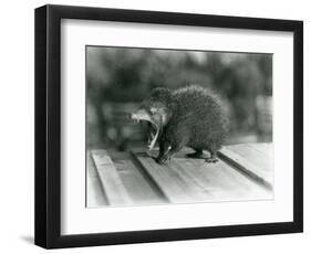 A Tenrec with its Mouth Open, Showing its Wide Gape and Sharp Teeth, London Zoo, 1930 (B/W Photo)-Frederick William Bond-Framed Giclee Print