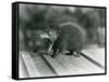 A Tenrec with its Mouth Open, Showing its Wide Gape and Sharp Teeth, London Zoo, 1930 (B/W Photo)-Frederick William Bond-Framed Stretched Canvas