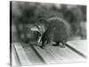 A Tenrec with its Mouth Open, Showing its Wide Gape and Sharp Teeth, London Zoo, 1930 (B/W Photo)-Frederick William Bond-Stretched Canvas