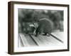 A Tenrec with its Mouth Open, Showing its Wide Gape and Sharp Teeth, London Zoo, 1930 (B/W Photo)-Frederick William Bond-Framed Giclee Print