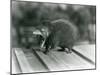 A Tenrec with its Mouth Open, Showing its Wide Gape and Sharp Teeth, London Zoo, 1930 (B/W Photo)-Frederick William Bond-Mounted Giclee Print