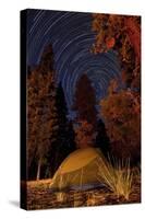 A Tent and Pine Trees Against a Backdrop of Star Trails-null-Stretched Canvas