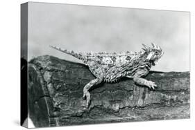 A Texas Horned Lizard/ Horntoad/Horned Toad/Horny Toad Resting on a Log at London Zoo in August 192-Frederick William Bond-Stretched Canvas