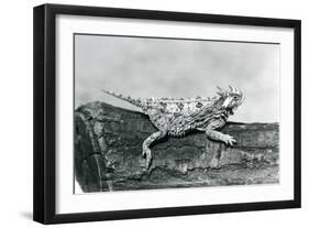 A Texas Horned Lizard/ Horntoad/Horned Toad/Horny Toad Resting on a Log at London Zoo in August 192-Frederick William Bond-Framed Giclee Print