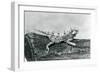 A Texas Horned Lizard/ Horntoad/Horned Toad/Horny Toad Resting on a Log at London Zoo in August 192-Frederick William Bond-Framed Giclee Print