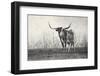 A Texas Longhorn-Debra Van Swearingen-Framed Photographic Print