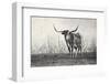 A Texas Longhorn-Debra Van Swearingen-Framed Photographic Print