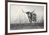 A Texas Longhorn-Debra Van Swearingen-Framed Photographic Print