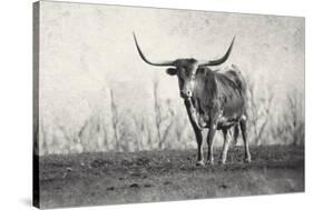 A Texas Longhorn-Debra Van Swearingen-Stretched Canvas